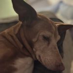 Podenco Lucera, 02/2015, ca. 45 cm