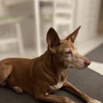 Podenco Lucera, 02/2015, ca. 45 cm