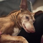 Podenco Lucera, 02/2015, ca. 45 cm