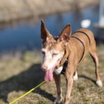 Podenco Lucera, 02/2015, ca. 45 cm