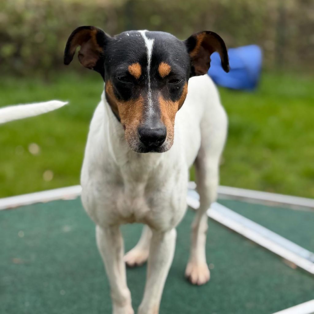 Bodeguero (Mischling?) Lucia, 05/2018, ca. 40 cm, 18469 Karnin