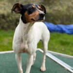 Bodeguero (Mischling?) Lucia, 05/2018, ca. 40 cm, 18469 Karnin