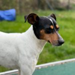 Bodeguero (Mischling?) Lucia, 05/2018, ca. 40 cm, 18469 Karnin