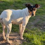 Bodeguero (Mischling?) Lucia, 05/2018, ca. 40 cm, 18469 Karnin