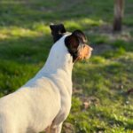 Bodeguero (Mischling?) Lucia, 05/2018, ca. 40 cm, 18469 Karnin