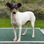 Bodeguero (Mischling?) Lucia, 05/2018, ca. 40 cm, 18469 Karnin