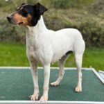 Bodeguero (Mischling?) Lucia, 05/2018, ca. 40 cm, 18469 Karnin