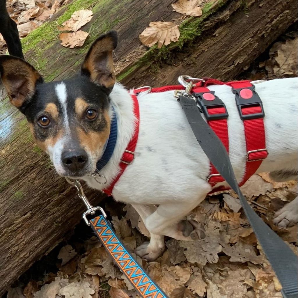 Bodeguero (Mischling?) Lucio, 03/2019, ca. 38 cm, 91623 Sachsen bei Ansbach