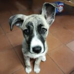 Mischling Lulu, 12/2025, Endgröße ca. 50-60 cm