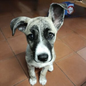 Mischling Lulu, 12/2025, Endgröße ca. 50-60 cm