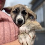 Mischling Lulu, 12/2025, Endgröße ca. 50-60 cm