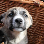 Mischling Lulu, 12/2025, Endgröße ca. 50-60 cm