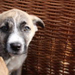 Mischling Lulu, 12/2025, Endgröße ca. 50-60 cm