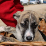 Mischling Lulu, 12/2025, Endgröße ca. 50-60 cm