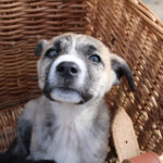 Mischling Lulu, 12/2025, Endgröße ca. 50-60 cm