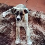 Mischling Lulu, 12/2025, Endgröße ca. 50-60 cm