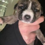 Mischling Lulu, 12/2025, Endgröße ca. 50-60 cm