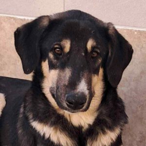 Mischling Luna, 02/2025, ca. 45 cm