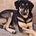 Mischling Luna, 02/2025, ca. 45 cm