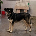 Mischling Luna, 02/2025, ca. 45 cm