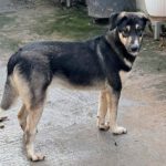 Mischling Luna, 02/2025, ca. 45 cm