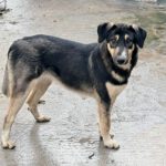 Mischling Luna, 02/2025, ca. 45 cm