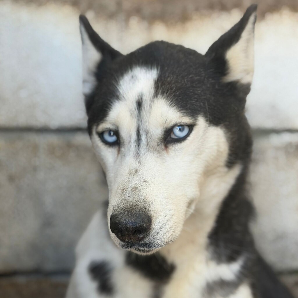 Husky Luna, 11/2019, ca. 55 cm