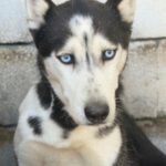 Husky Luna, 11/2019, ca. 55 cm