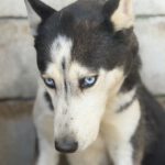 Husky Luna, 11/2019, ca. 55 cm