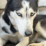 Husky Luna, 11/2019, ca. 55 cm