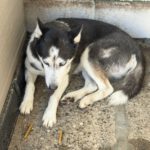 Husky Luna, 11/2019, ca. 55 cm