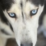 Husky Luna, 11/2019, ca. 55 cm