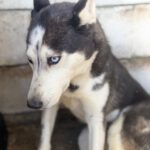 Husky Luna, 11/2019, ca. 55 cm