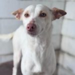 Podenco Luna, 05/2023, ca. 40 cm