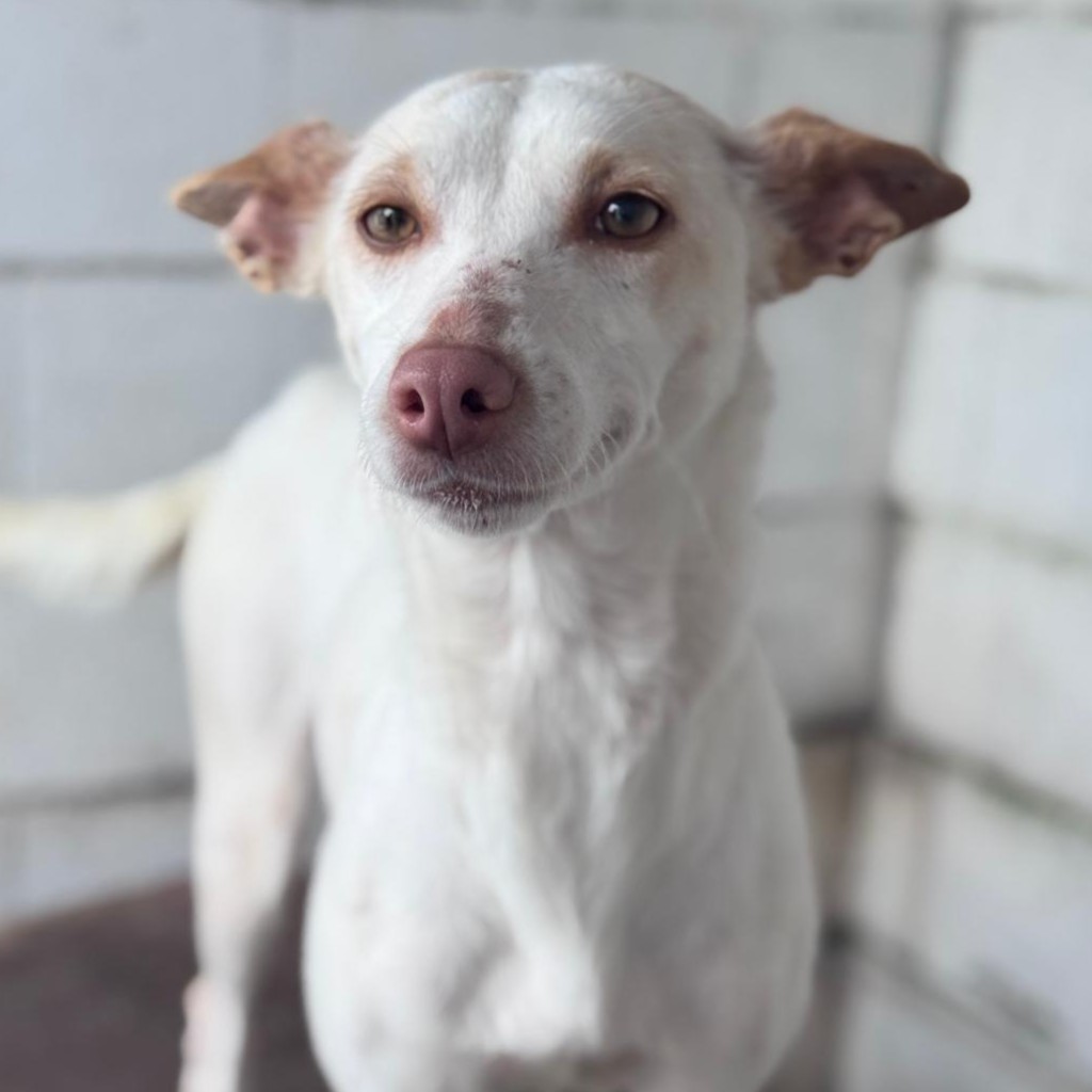 Podenco Luna, 05/2023, ca. 40 cm