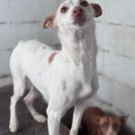 Podenco Luna, 05/2023, ca. 40 cm