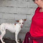 Podenco Luna, 05/2023, ca. 40 cm