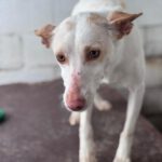 Podenco Luna, 05/2023, ca. 40 cm