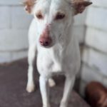 Podenco Luna, 05/2023, ca. 40 cm