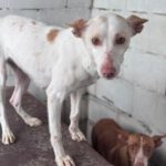 Podenco Luna, 05/2023, ca. 40 cm