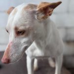 Podenco Luna, 05/2023, ca. 40 cm