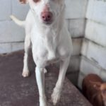 Podenco Luna, 05/2023, ca. 40 cm