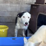 Border Collie Mischling Lupi, 09/2022, ca. 48 cm