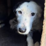 Border Collie Mischling Lupi, 09/2022, ca. 48 cm