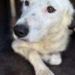 Border Collie Mischling Lupi, 09/2022, ca. 48 cm