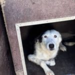 Border Collie Mischling Lupi, 09/2022, ca. 48 cm