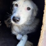 Border Collie Mischling Lupi, 09/2022, ca. 48 cm