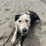Border Collie Mischling Lupi, 09/2022, ca. 48 cm
