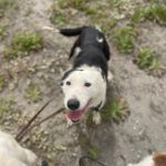 Border Collie Mischling Lupi, 09/2022, ca. 48 cm