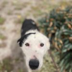 Border Collie Mischling Lupi, 09/2022, ca. 48 cm
